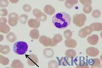 黑龙江瑞氏吉姆萨染色