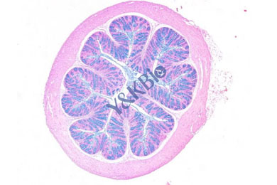 黑龙江阿利新蓝染色