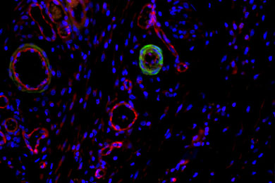 黑龙江免疫荧光双标