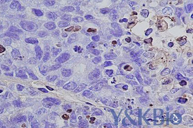 黑龙江Tunel服务