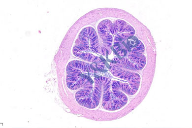 黑龙江AB-PAS染色