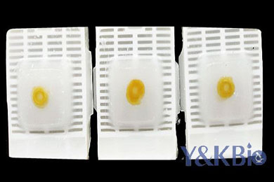 黑龙江瑞士肠卷石蜡包埋