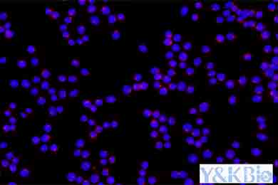 黑龙江细胞石蜡包埋