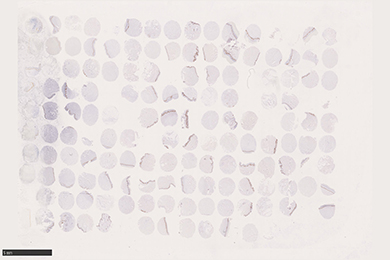 黑龙江组织芯片切片