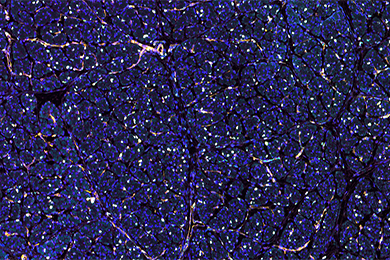 黑龙江普通切片免疫荧光四标（五色）染色