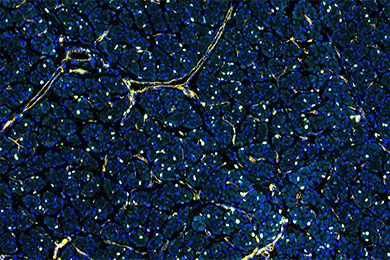 黑龙江普通切片免疫荧光五标（六色）染色