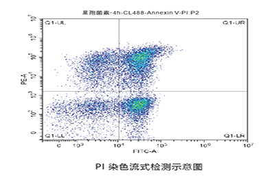 黑龙江流式PI染色