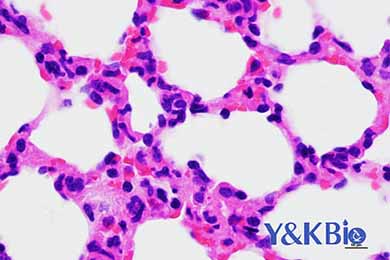 黑龙江HE染色服务