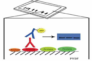 黑龙江Western Blot服务