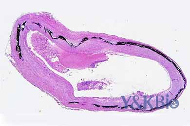 黑龙江Von Kossa染色