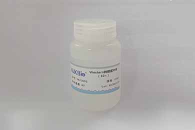 黑龙江10×Western转膜缓冲液