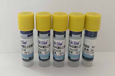 黑龙江SDS-PAGE蛋白上样缓冲液（还原型，5x）