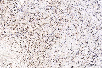 黑龙江Anti-CD34 Antibody [SI16-01]