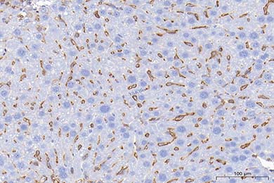黑龙江Anti-CD44 Antibody [JE64-01]