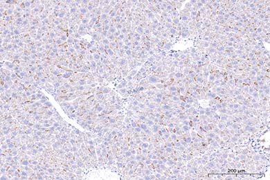 黑龙江F4/80 Recombinant Antibody [PSH01-87] - Rat IgG1 (Chimeric)